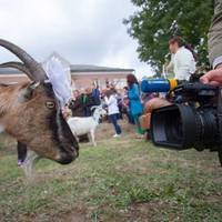 Четвертий фестиваль “КозаФест”: як це було? (відео)