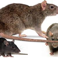 На Тернопільщині фіксують заразних гризунів