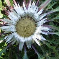 Справжнє ботанічне диво зацвіло на Тернопільщині