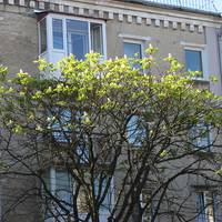 На вулиці Руській у Тернополі розцвів каштан