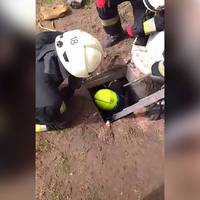 Рятувальники дістали з колодязя бідолашну собаку