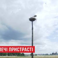 Аліса покинула Артура: за долю лелеки на Тернопільщині переживає вся Україна (Відео)