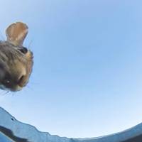 Чоловік помістив на дно відра камеру, щоб подивитися, хто прийде з нього пити. Оцініть результат (Відео)