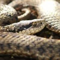 “Вона лежала неподалік пішохідної доріжки” – тернополянин про небезпеку у міських парках (Відео)