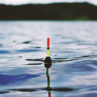 Тернополянин впіймав і випустив гігантську рибину (відео)