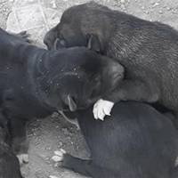 Біля сміттєвих баків у Кременці, жінка знайшла цуценят зв'язаних у панчосі: вижили не всі