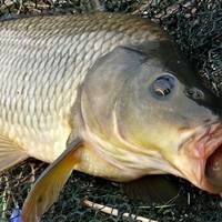 Неподалік Тернополя рибалка спіймав велетенського коропа. ВІДЕО