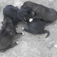 У Кременці вчителька врятувала та виходжує новонароджених цуценят, яких викинули на смітник (фото)