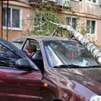 У Тернополі на автомобіль впало дерево