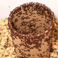 У Тернополі чоловік знайшов в своїй оселі комах, які з’їдають все на своєму шляху