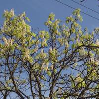 У центрі Тернополя вдруге зацвіли каштани (фото)