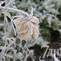 На Тернопільщині цієї ночі будуть заморозки — застереження рятувальників