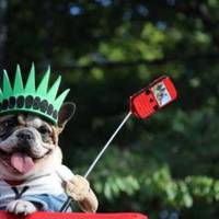 Домашні улюбленці в креативному вбранні: тернополян запрошують на костюмований парад з тваринами