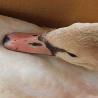 Мешканець Тернопільщини знайшов і врятував життя пораненому птаху (фото)