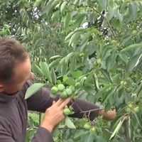 40 сортів хурми вирощує житель Тернопільщини