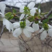 Диво на Тернопіллі – зацвіли вишні. ФОТО