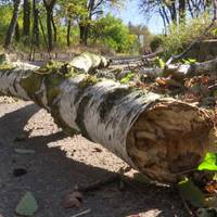Повалені дерева та розкидане гілля – так після негоди виглядає зелена зона у Тернополі.ВІДЕО