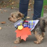 У сукнях, светриках та модних нашийниках: відбувся костюмований парад домашніх тварин. ВІДЕО