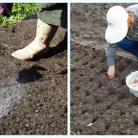Що обов’язково потрібно зробити в жовтні на городі. Городникам на замітку.