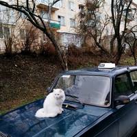 Тернопільські водії таксі відмовляються возити «селян»