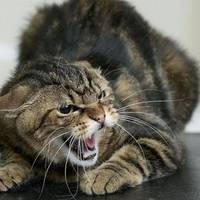 Сказ на Тернопільщині: кіт жорстоко покалічив своїх господарів