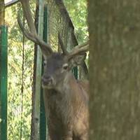 Як доглядають та готують до зими тварин у зоокутку в Топільче. ВІДЕО