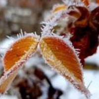 Коли в Україні почнуться перші снігопади: детальний прогноз погоди на листопад