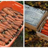 Головні секрети зберігання моркви зимою. Морква не гниє, а зберігається до весни