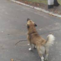 Пес заспівав гімн України і став зіркою інтернету. ВІДЕО