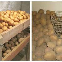 Головні помилки, при зберіганні картоплі. Ніколи не допускайте їх.