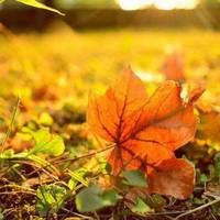 Тернопільщину ще кілька днів тішитиме тепло «бабиного літа»