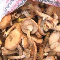 “Неврожай, тому так дорого”, – у Тернополі продають перші осінні гриби (Відео)