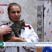 Небайдужих тернополян закликають задарма взяти домашнього улюбленця
