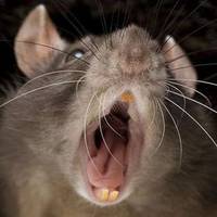 “Симптоми схожі на грип”: тернополян просять остерігатися смертельно небезпечної хвороби (Відео)