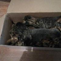 На Кременеччині на узбіччя викинули трьох кошенят, врятували лише одне