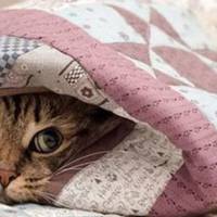 З понеділка очікується відчутне похолодання, а 30-31 жовтня- мокрий сніг