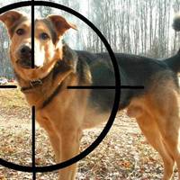 У соцмережах повідомляють про відстріл безпритульних собак неподалік Тернополя (фото)