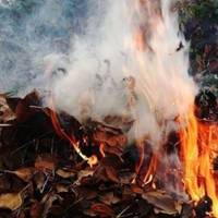 Жителям Тернопільщини на замітку: спалювання листя несе шкоду для здоров’я та передбачає штраф