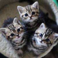 Все буде в котах: у Тернополі організовують унікальний благодійний ярмарок