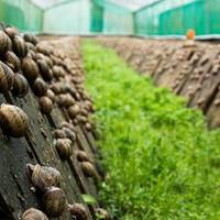 Тернопільські фермери мають намір створити в Україні ринок равликів