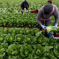 У Польщі нарахували 900 тисяч заробітчан з України