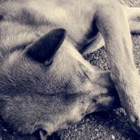 Хотів помститися: на Хмельниччині посадовець прив'язав собаку до авто та волочив її дорогою. ВІДЕО