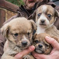 Відтепер за знущання над тваринами можна 