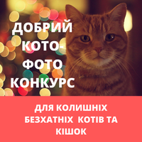 У Тернополі проведуть фотоконкурс для котів і кішок з історіями