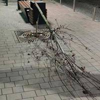 За зламані на Чорновола дерева відповідатиме 44-річний чоловік