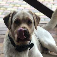 Тернополяни обіцяють десять тисяч гривень тому, хто знайде собаку. ВІДЕО