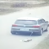 Показали відео, на якому чиновник-шкуродер тягнув за авто замордованого собаку (ВІДЕО +18)
