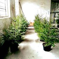 На Тернопільщині закликають відмовитися від зрубаних дерев та пропонують ялинку в горщику