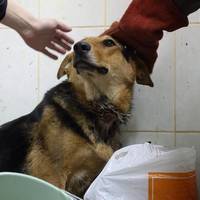 У Кременці жінка жорстоко вбила собаку. За це заплатить просто штраф