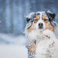 Допоможи пережити зиму: на Тернопільщині запустили флешмоб